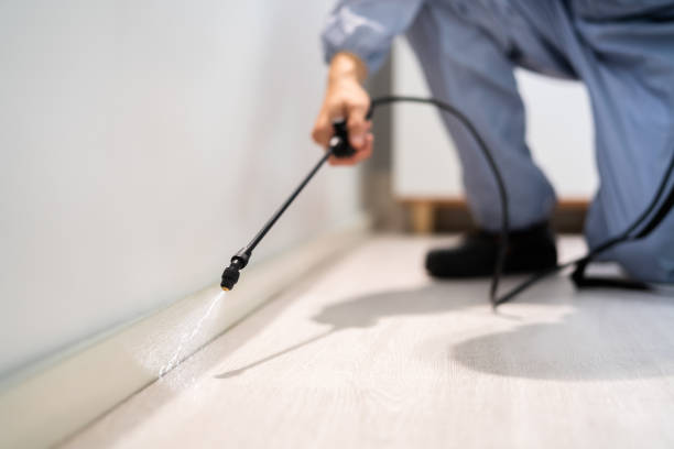 Rodent Entry Point Assessment in Glendale